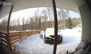 Dogs Meet Moose in Alaskan Front Yard