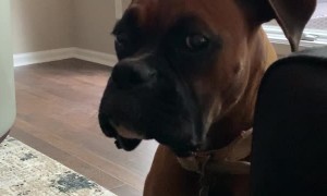 Adorable Boxer Whines over Red Wine