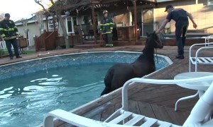 Firefighters rescue horse who fell into owners' pool