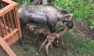 Moose Mom Feeds Hungry Calves Behind House
