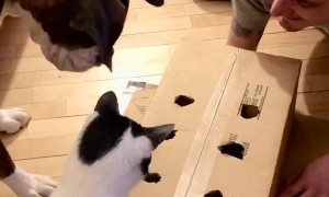 Hot Dog in a Box Game Entertains Curious Doggo