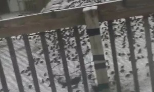 Yard Overrun by Birds