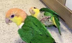 Berliner's Caique's Play with Plastic Egg