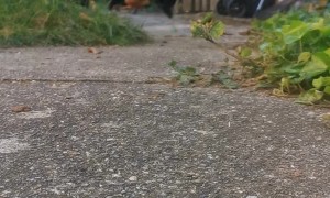 The Daily Stampede for Freedom