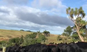 Working Pooches Get Protective