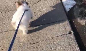 Doggo's First Romp in the Snow