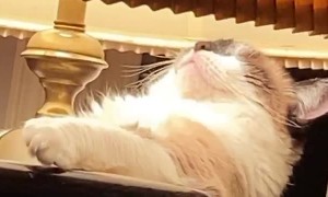 Kitty Basks in Lamp's Warmth