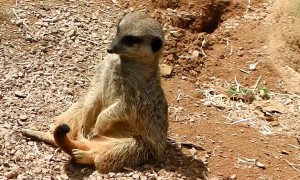 Drowsy Meerkat Dozes Off