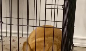 Corgi in a Bad Mood Disapproves of Her Cage
