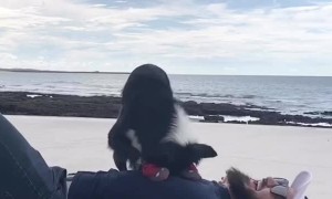 Rescue Border Collie Practices Her CPR