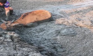 Determined People Save Cow from Deep Mud