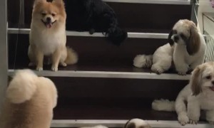Well Trained Pups Wait for Their Treat