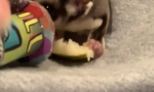 Sugar Glider Gets a Cool New Hat