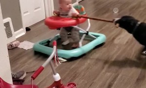 Baby Gets Towed in Walker By Canine Friend