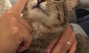 Rescue Cat Wants Human's Help in Grooming