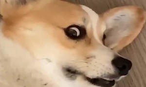 Corgi Disapproves of Anyone Sneezing Around Him
