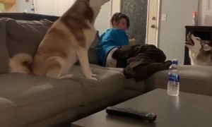 What it sounds like when huskies have an argument