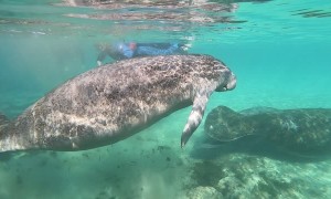Momma Manatee Pushing Away Male Manatee