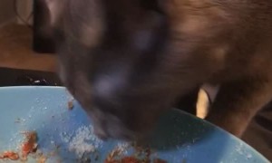 Kitty Shakes Head Whenever She Eats