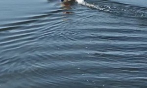 Yorkie Loves to Go Boating