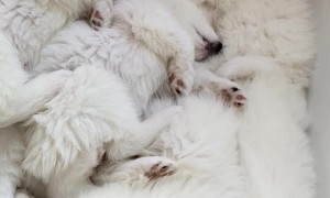 6-Week-Old Samoyed Puppies Napping Together