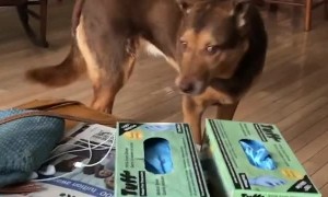 Bird Hitches a Ride on the Back of his Doggo Taxi