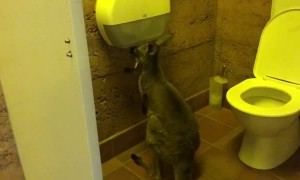 Kangaroo Joins in on the Toilet Paper Panic