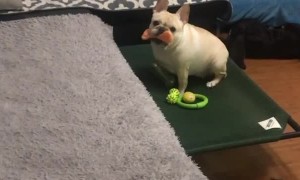 French Bulldog just wants you to play with him