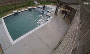 Saving French Bulldog From Drowning in Pool
