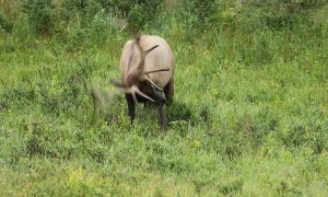 Bull Elk Rolling Around in the Grass