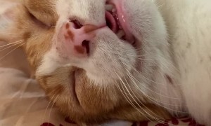 Cat Had a Wild Night and Now Is In a Deep Nap