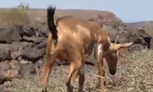 Goats Really Do Climb Trees
