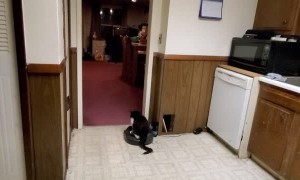 Lazy Kitty Loves Riding Roomba