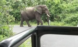 Momma Elephant Let's Her Warning Be Known