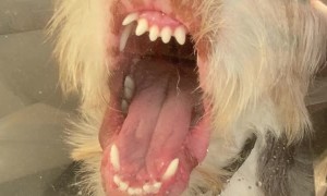 Archie Doesn't Like It When His Owner Goes Outside