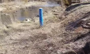 Mountain Lion Attacks a Sheriff's Officer