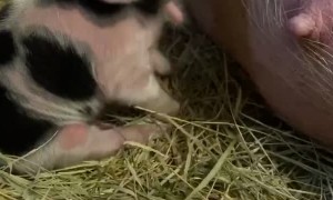 Kunekune Piglet Stomps Through First Meal