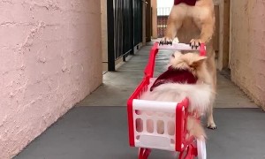 Dogs Last Minute Dash to the Shops