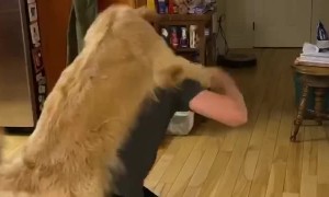 Doggo Learns How to Piggyback