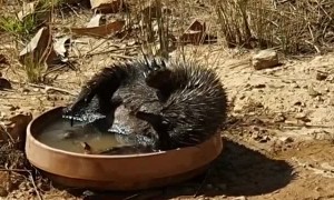 Echidna Attempts to Scratch Its Belly