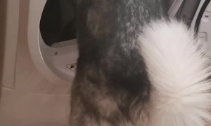 Husky Hops Into Dryer