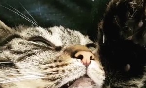 Sleepy cat wakes up