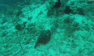 Divers Rescue a Trapped Stonefish