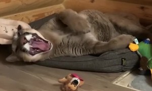 This domesticated puma loves to play with her favorite toys