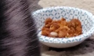 Picky Husky Wants Owners Chicken Not His