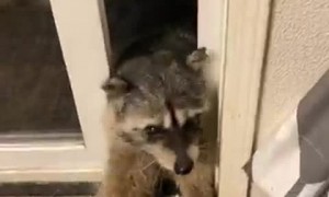 Raccoons Get Fed From Guy's Hand