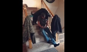 Funny dog displays perseverance at its finest