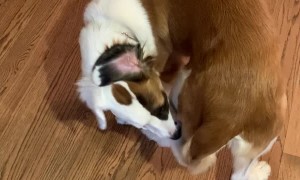 Dog Can't Quite Figure Out Tail