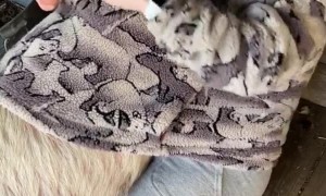 Sleepy Pig Loves Warming Up in Sweatshirt