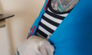 Content Puppy Snores in Makeshift Sling